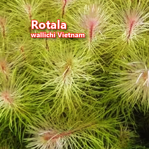 Rotala wallichi Vietnam 